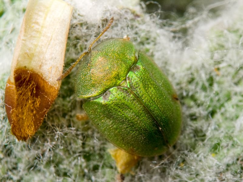 Cassida (Cassida) prasina Illiger, 1798